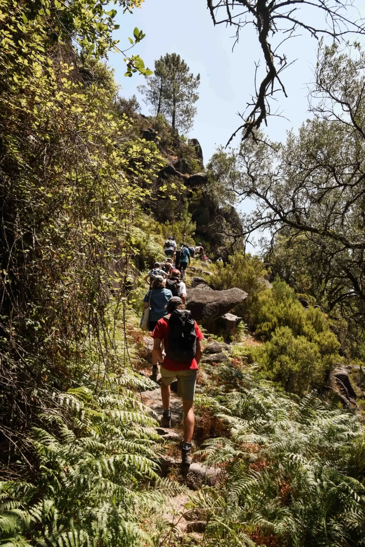 Scouts on a hike