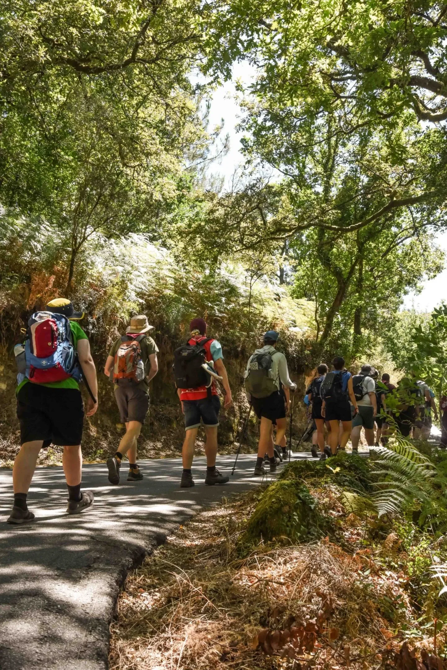 Scouts on a hike